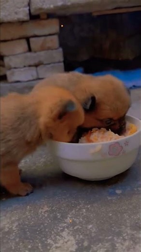 Small baby 💕#love#dog #cute #youtubeshorts 💕‪@naxBiggio74MEF3‬