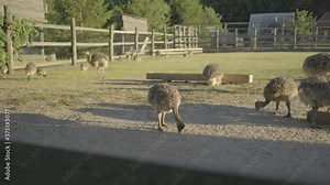 A flock of baby ostriches walking in the aviary. Young ostriches eating outside.