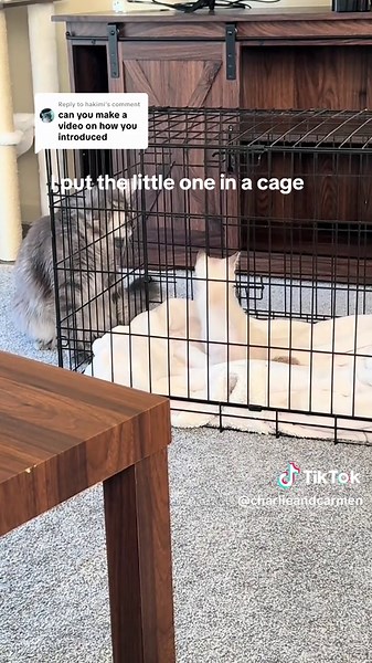 Replying to @hakimi #catintroduction #kitten #cats #cute #kittensoftiktok #newpet #charlieandcarmen