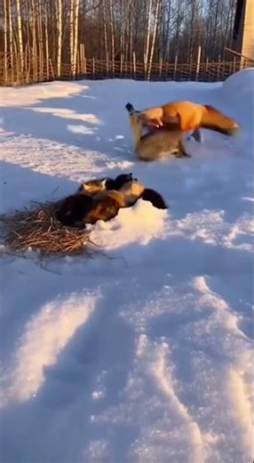 A Dynamic Duo's Dance and Destruction in the Snow