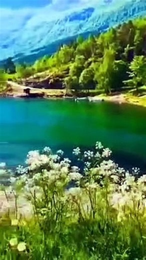 Flowers,green forests , colourful nature