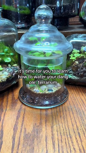 Terrarium Watering Guide: Tips, Tricks, and Care Techniques