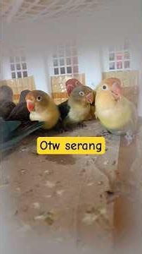 Lovebird biola warna cantik dari jakarta meluncur jauh lagi ke kota lain