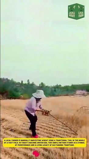 Traditional Wheat Harvesting | A Farmer's Perseverance in the Modern Age