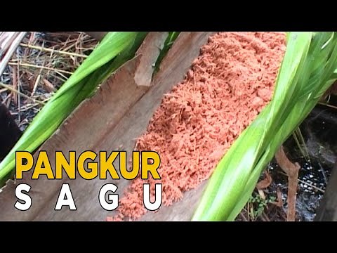Pembuatan dan proses sagu diperas dengan cara tradisional | SISI LAIN