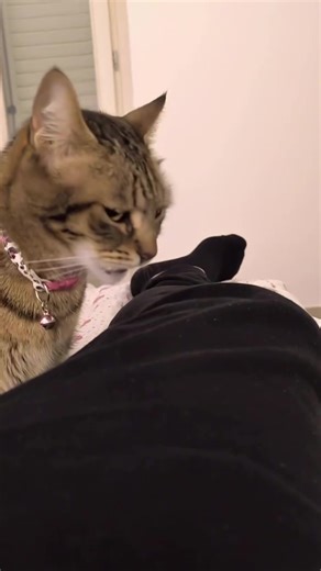 Why Cats Are Fascinating Creatures