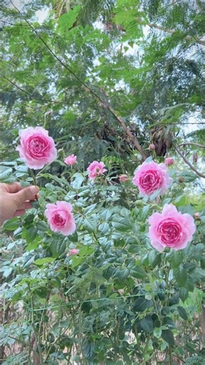 กุหลาบญี่ปุ่นสวยหอมสีชมพูหวานดอกมีเอกลักษณ์ #rose #flowers #ทาสกุหลาบ #garden
