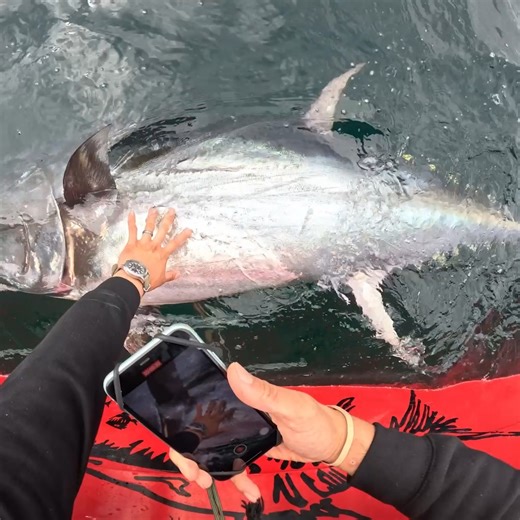 2.6M views · 20K reactions | Harpooning a GIANT Tuna | Tackle2thePeople | Facebook
