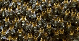 The Science Behind Why Bees Buzz in Sync