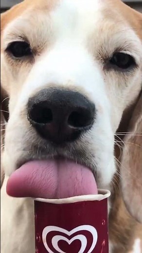 Beagle vs Ice Cream