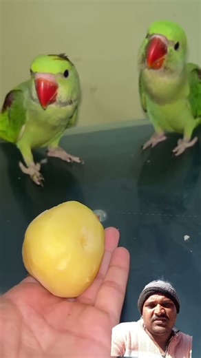 Mitthu ko bhookh lagi to Mitthu ne khaya Aaloo 🥔 | Cute Parrot Eating Potato#mitthu #parrot 🦜🦜🍀