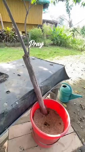 Propagating a beloved bougainvillea through marcotting to grow new plants from cuttings. Excited to see these six varieties flourish! My aim is to create a multi-colored plant. #bougainvillea #marcotting #gardening #plantpropagation #bougainvillealove #saturdayvibes #plantpropagation #bougainvillealove | LMDVjapanusamericasurplus | Facebook