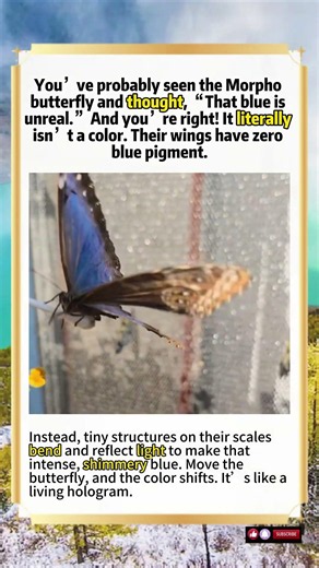This Butterfly’s Blue Isn’t Even Real#beautiful
