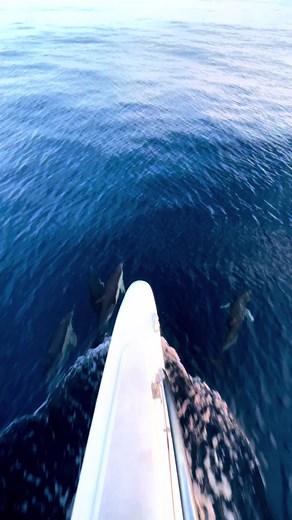 I wanna be a dolphin #spain #dolphins #sunset