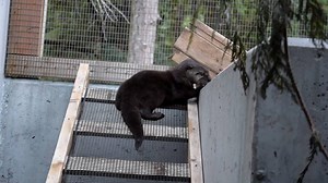 3.1K views · 144 reactions | The three River Otters in care at Wild ARC are growing quickly and getting more curious and playful by the day. These babies will require almost a year in care before they are able to fend and forage for themselves. You can help us to keep them fed, healthy and entertained by donating to Orphan Otter Rescue: spca.bc.ca/orphanotters | BC SPCA Wild Animal Rehabilitation Centre (Wild ARC) | Facebook