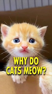 43K views · 421 reactions | Why do Cats Meow?  Follow @kamerajunior for more ❤️ @kamerajunior @kamerajunior @kamerajunior #cats #catlovers #unitedstates #losangeles #newyork | Kamera Jr. | Facebook