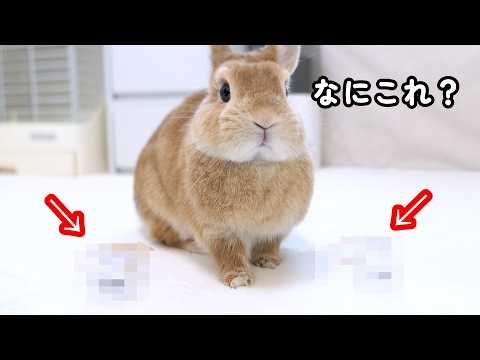 1日中探し回ってやっとあるブツを手に入れたうさぎの飼い主