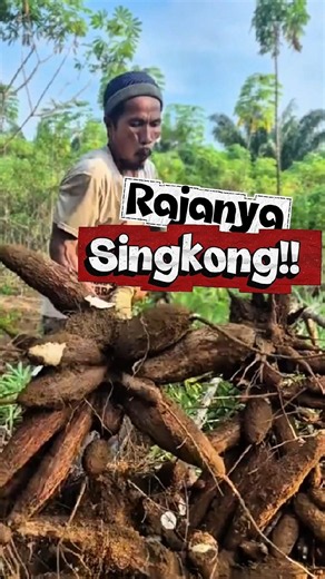 Produsen Singkong Terbesar Didunia‼️Bukan Asia