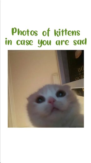 Adorable Photos of Kittens to Brighten Your Day