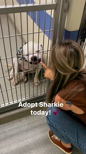 356K views · 9.6K reactions | Say hello to Sharkie, the 2-year-old...