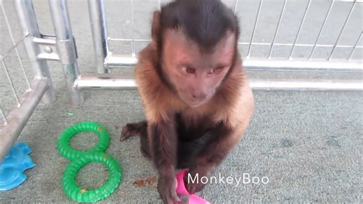 Capuchin MonkeyBoo enjoys an Easter Egg Hunt! Will get the prize egg... | MonkeyBoo