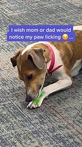 123K views · 485 reactions | We as a community of loving dog parents HAVE to stop ignoring itching & paw licking. Here's what it means & how this brilliant probiotic chew is the perfect way to help  | Chewy | Facebook