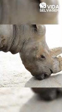 Elephant attacks without warning and drives away rhinoceros with its calf! - WILDLIFE