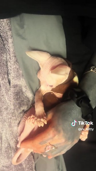 Enjoying Life with My Sphynx Kitten Lucius Alder