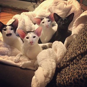 We are one big happy family!! | Dobby_Cat