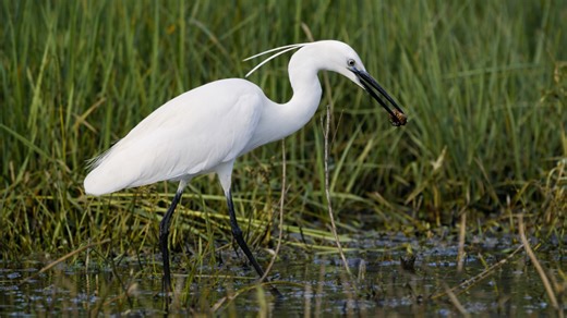 This bird found something unusual in the water