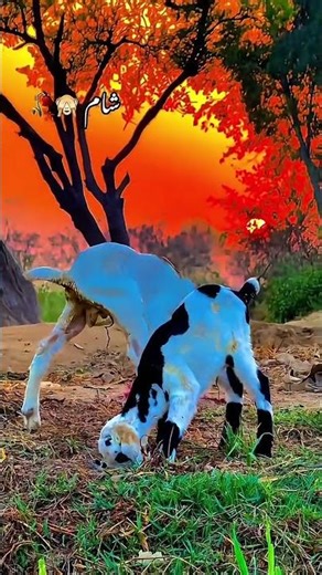 Cute Baby Goats Playing at Sunset 🌅 | Beautiful Village Life #Shorts #nature