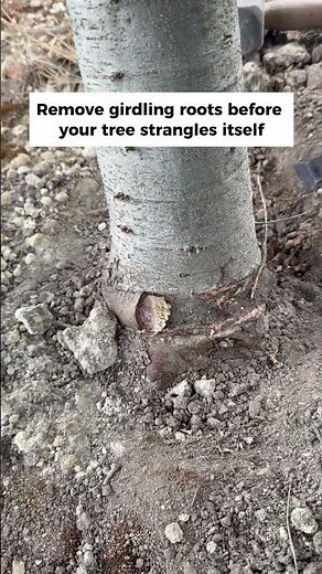 How To Remove A Girdling Root Before It Kills Your Tree