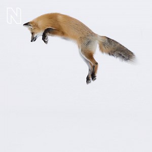 Observing this female American red fox hunting in a landscape blanketed in snow gave #WPY53 winner Ashleigh Scully the memory of a lifetime. Spotting the fox from the back seat of a car, she shot a series of the fox ‘mousing’, diving nose first into a drift. Ashleigh says 'It was funny and thrilling to see, but also very humbling to observe how hard animals like red foxes and coyotes have to work to find a meal in the harsh winter of Yellowstone.’ Many thanks to Ashleigh Scully Photography for s