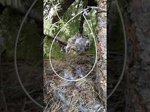 Perfect bobcat set... and how to snare a bobcat part 1 of 3