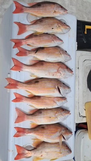 One of the kiddies trips yielded some beautiful lane snappers. Damn those DDI flies 🪰 #goodlivingtt868 #trinidadandtobago #lanesnapper | Goodliving Fishing and DDI Trips