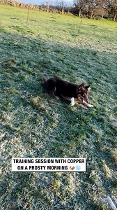 Training Session With Copper On a Frosty Morning 🐶❄️ #dogtraining #sheepdog | Sean The Sheepman