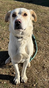 6.9K views · 389 reactions | Meet Odie our gentle giant with the...