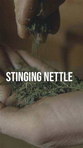 Stinging nettle is a medicine in many ways from the edible green to the sting. Learn about the magic of this plant relative. | Robin Greenfield