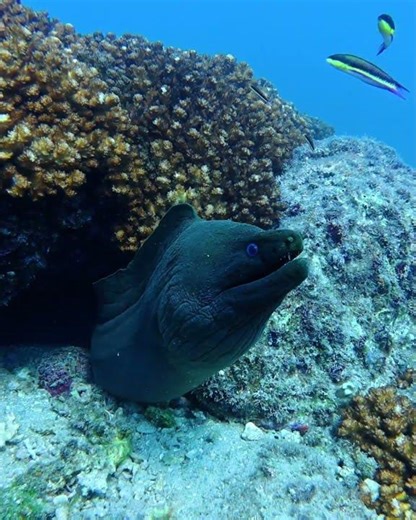 Giant Green Moray Emerging from the Reef 🐍🌊