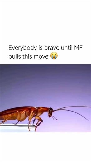 Curious 🧐 | A flying roach move is nature’s ultimate disrespect It is not enough that roaches already look like armored nightmares on six legs now some... | Instagram