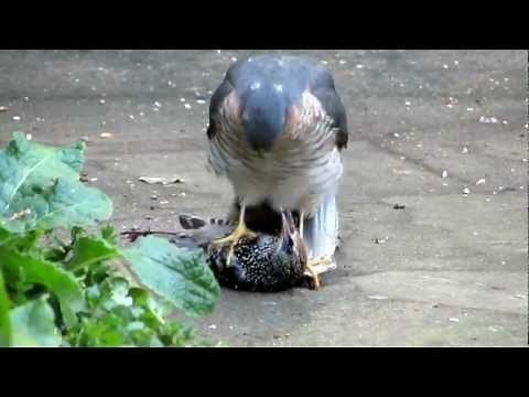 Sparrowhawk plucking live Starling pt1