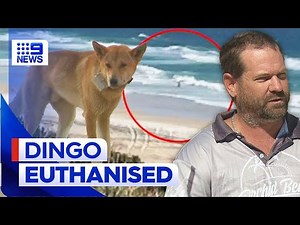 Dingo involved in K’Gari attack euthanised | 9 News Australia