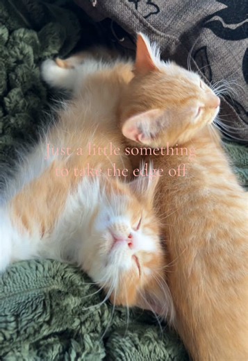 🙂‍↕️#fyp #kittens #obsessed