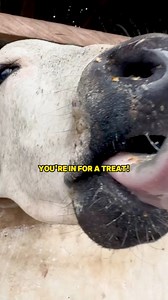 Inside an intensive Cattle Farm: Full Tour and Expert Tips for successful farming. #foryoupagereels #fbyシvideo #cattle #CattleFarming #farmtour #FarmTour2024 #intensivefarming #sustainablefarming #farmingtips #agriculture #FarmLife #beefproduction #cattleranch #livestockfarming #ModernFarming #farmingbusiness #farminginghana #FarmingInnovation | Youth In Agriculture