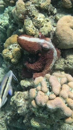 Octopus With Regrowing Tentacles Shows Off Its Willpower 🐙👣