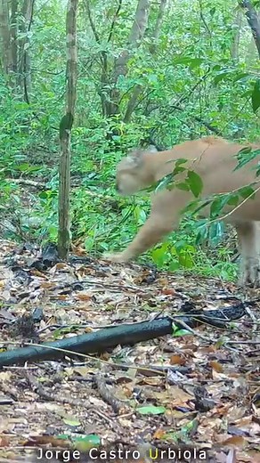 El puma, león de montaña (Puma concolor) #TrailCam #fototrampeo #puma | The Santo Grial