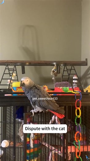 Parrots arguing in fluent sass🦜#bird #birds #fyp #foryour #funnyvideo #funnytiktok #parrot #parrotsoftiktok #parrots #usa #asu | petfunnytime77