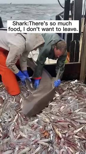 Shark Refuses to Leave After Being Caught by Fishermen