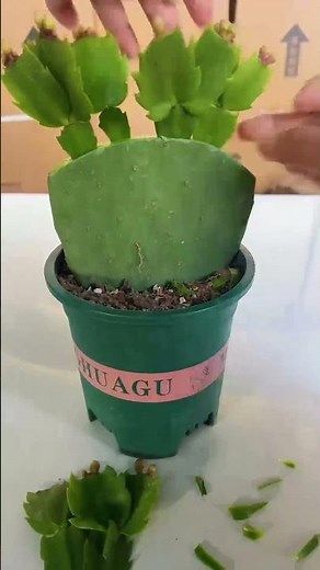 How to Graft Cacti: Create Stunning Hybrid Plants Easily