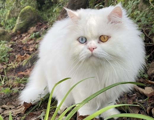 White Cat Spiritual Meaning: When Comes To Your House!